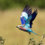 Lilac-breasted Roller Bird